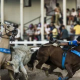 Vida no Campo e Vaquejada no Telegram